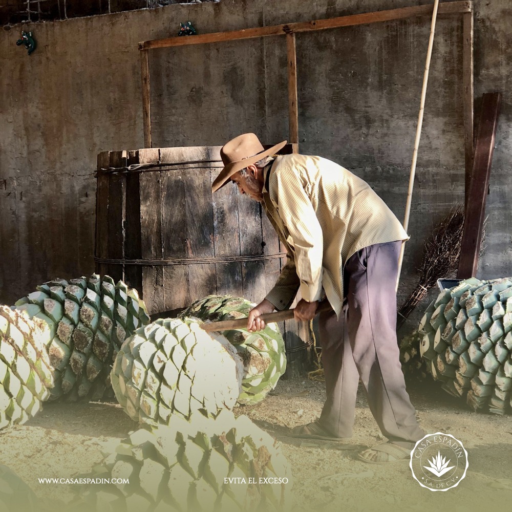 Agave de mezcal