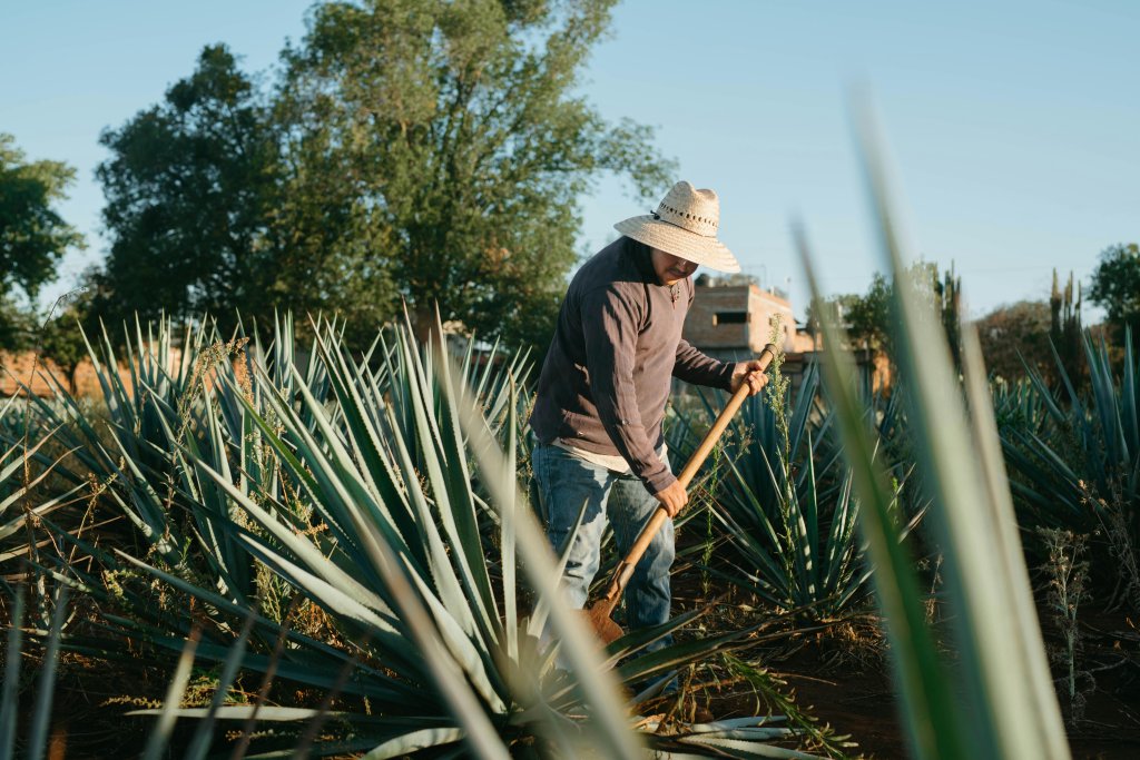 México es el mayor productor mundial de tequila y mezcal.
