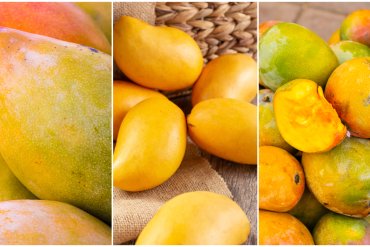 tipos de mangos