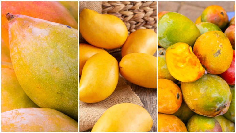 tipos de mangos